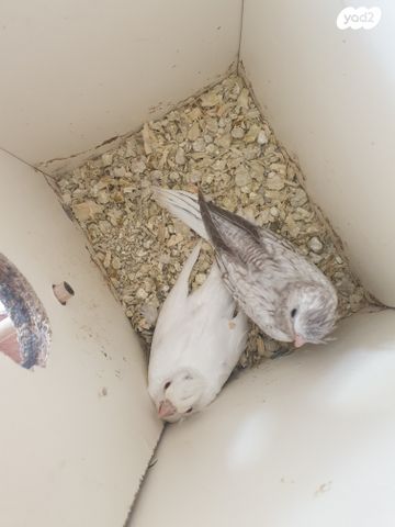 תוכי קוקוטייל