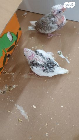 תוכי קוקוטייל