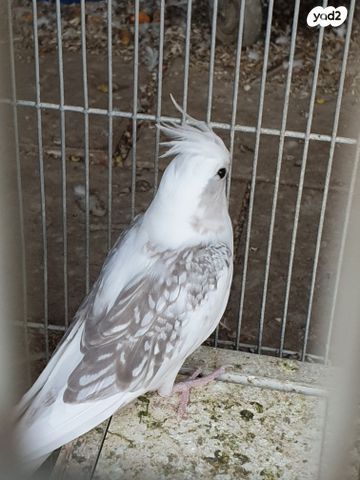 תוכי קוקוטייל