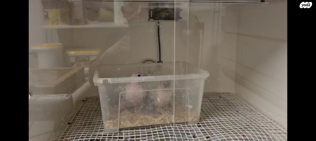 אביזרים | אינקובטור לדגירה