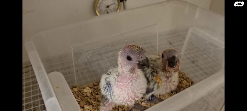 אביזרים | אינקובטור לדגירה