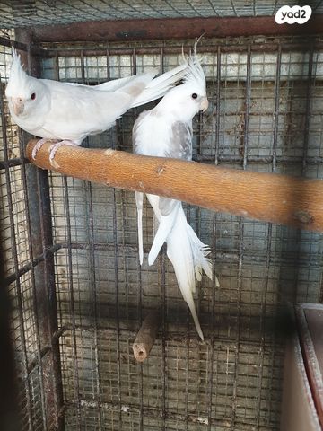 תוכי קוקוטייל