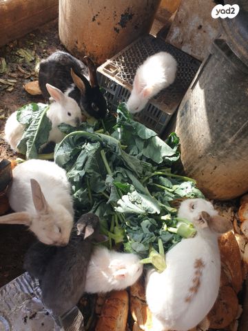 תמונת מודעה - חיות מחמד