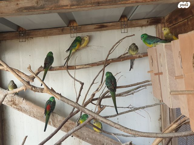 תוכי פרקיטים אוסטרלים