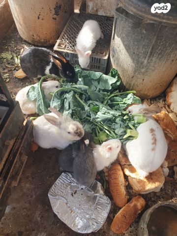 מכרסם ארנב \ שפן