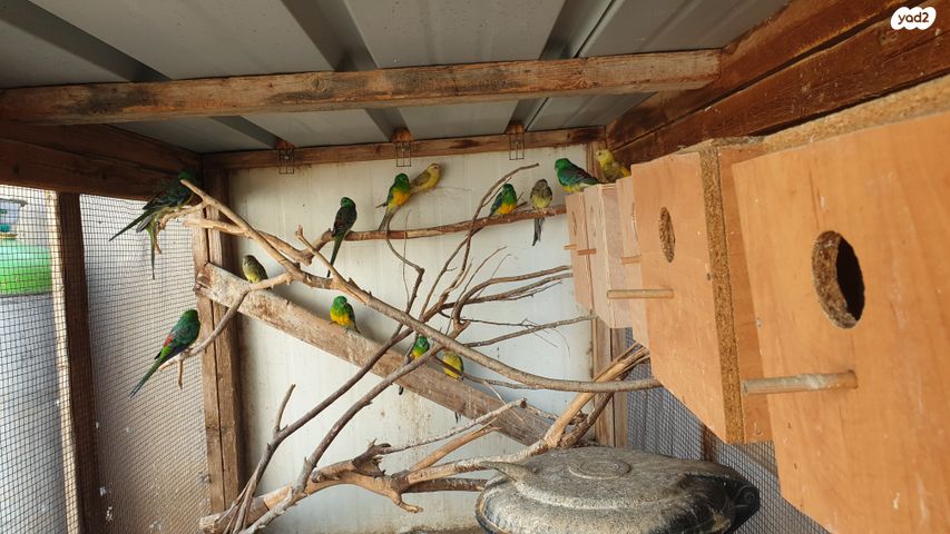 תוכי פרקיטים אוסטרלים