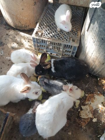 מכרסם ארנב \ שפן