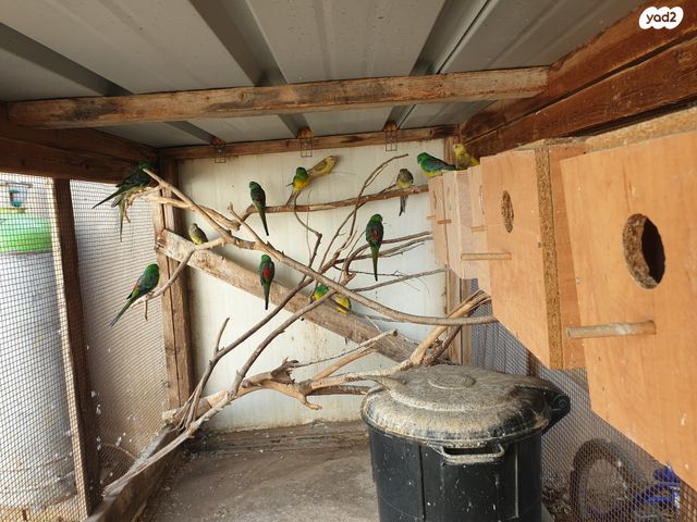 תוכי פרקיטים אוסטרלים