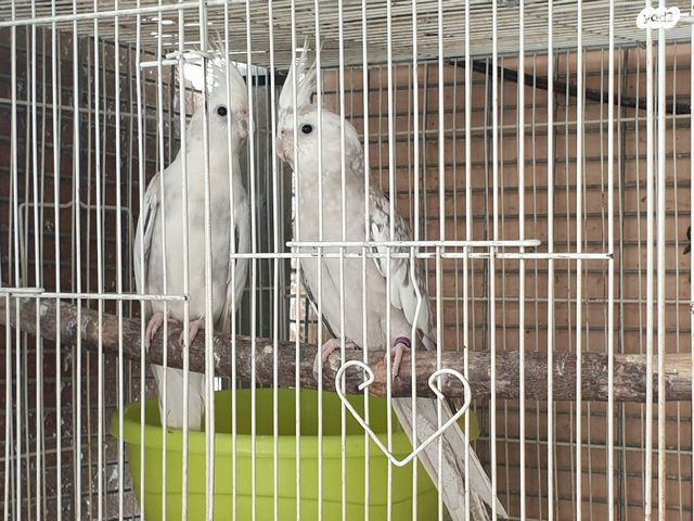 תוכי קוקוטייל