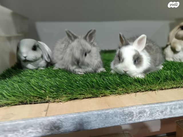 תמונת מודעה - חיות מחמד