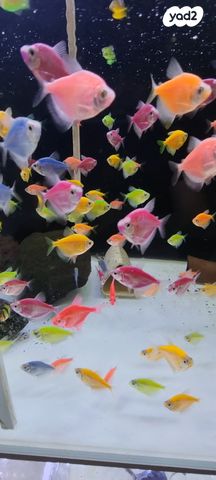 דג דגים טרופיים