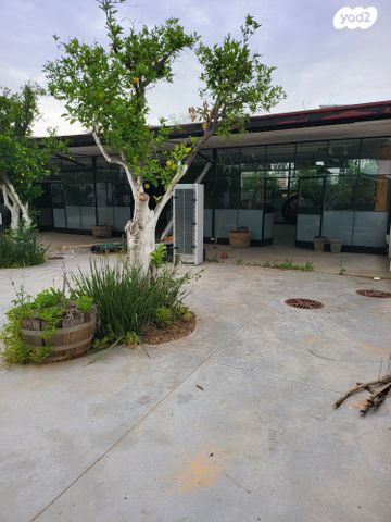 אולמות, רינתיה