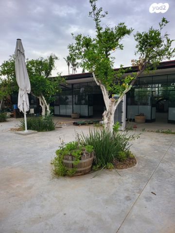 אולמות, רינתיה