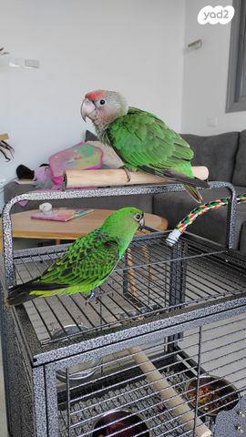 אביזרים | כלוב