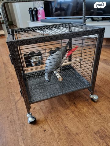 אביזרים | כלוב