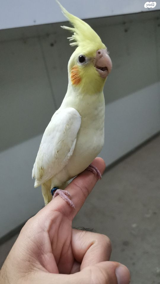 תוכי קוקוטייל