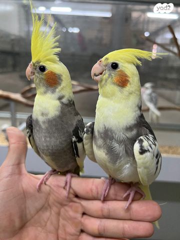 תוכי קוקוטייל