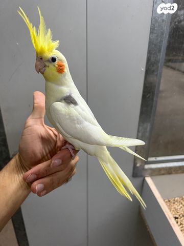 תוכי קוקוטייל