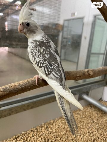 תוכי קוקוטייל