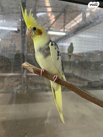 תוכי קוקוטייל