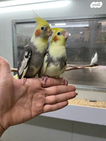 תוכי קוקוטייל