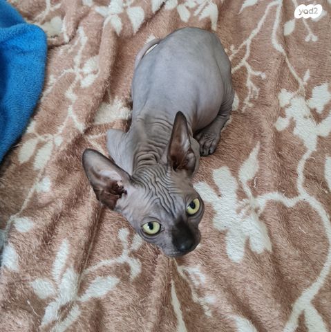 תמונת מודעה - חיות מחמד