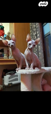 חתול ספינקס