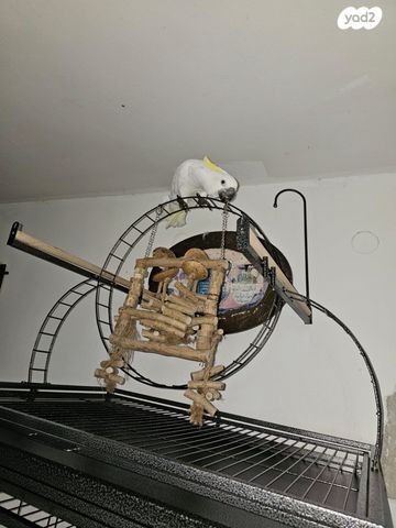 אביזרים | כלוב האכלת יד