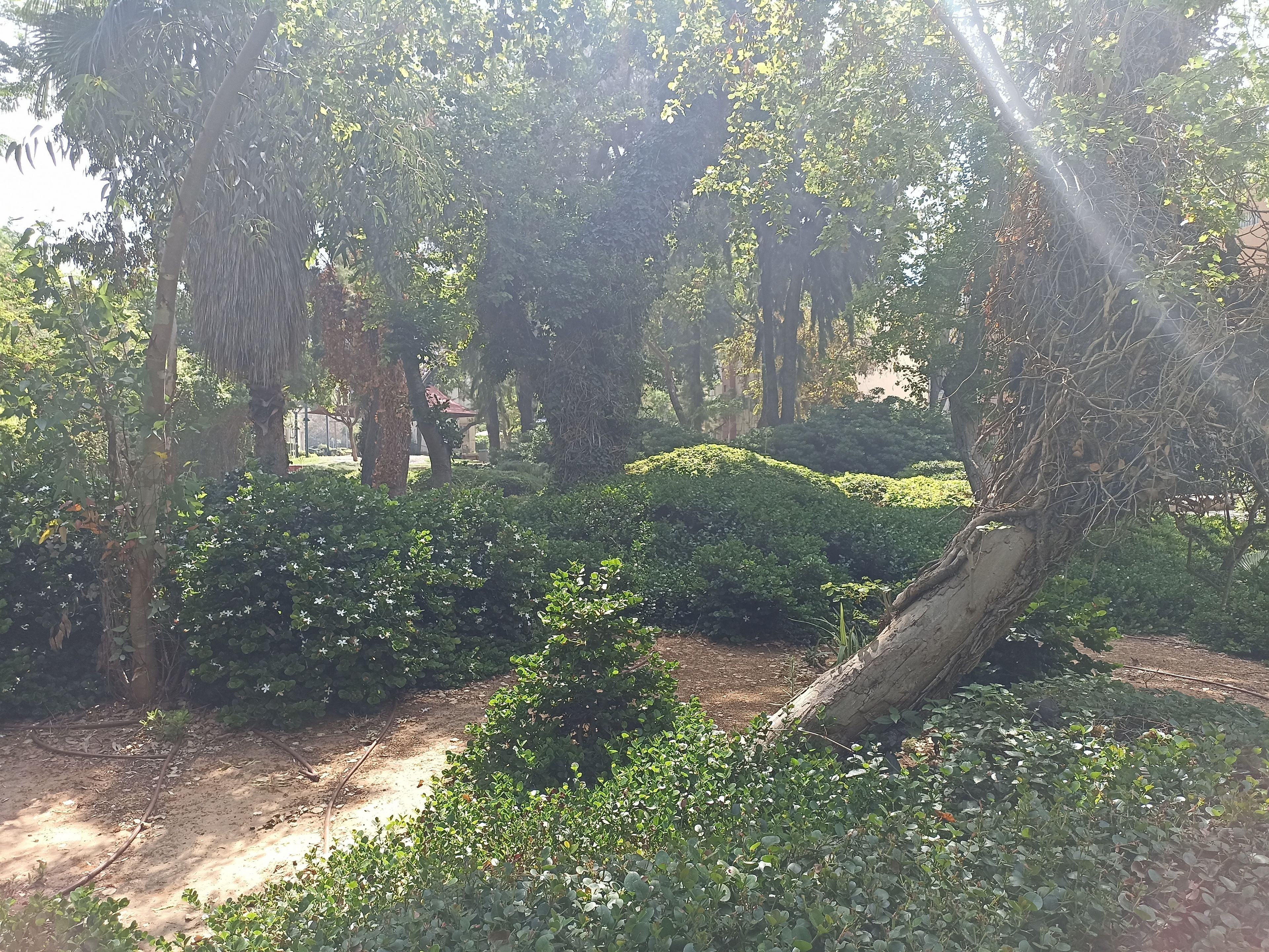 דב ממזריץ' 