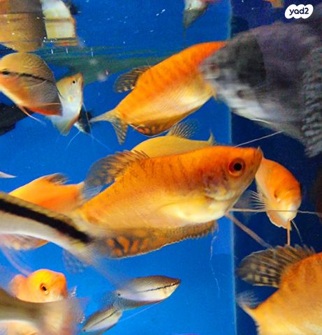 תמונת מודעה - חיות מחמד