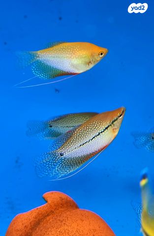 דג דגים טרופיים
