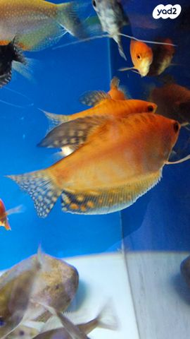 דג דגים טרופיים