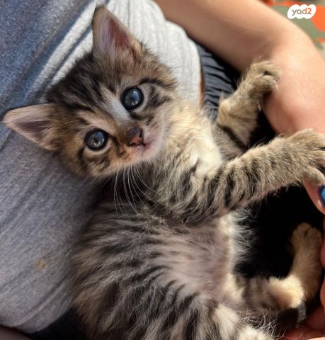 תמונת מודעה - חיות מחמד