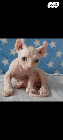 תמונת מודעה - חיות מחמד