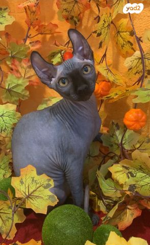חתול ספינקס