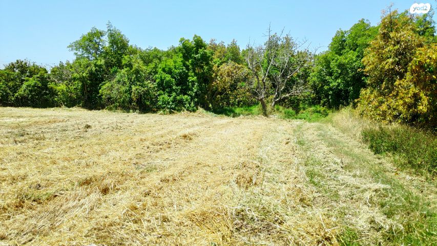 משק חקלאי/ נחלה, אומץ, אומץ