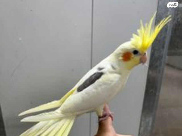 תמונת מודעה - חיות מחמד