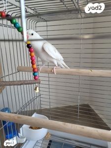 אביזרים | כלוב האכלת יד