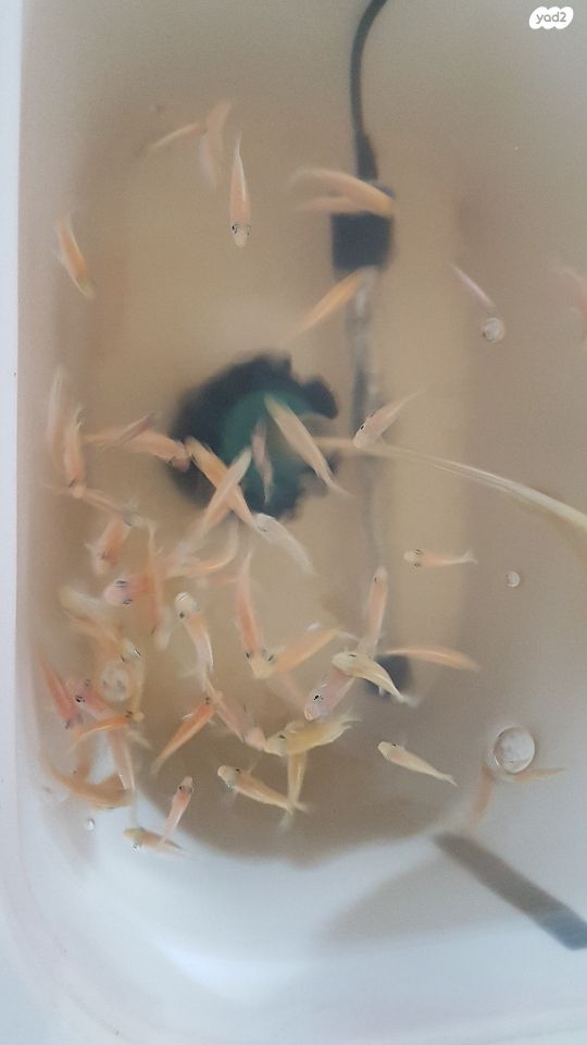 דג ציקלידים