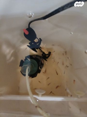 דג ציקלידים