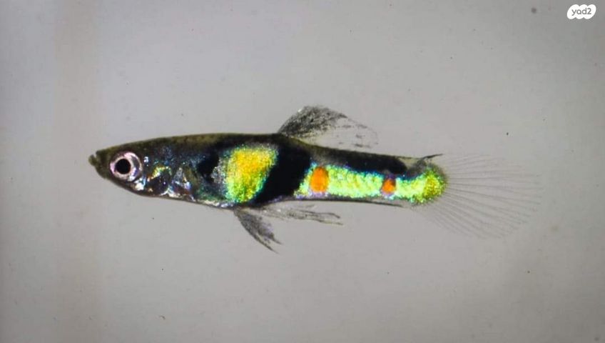 תמונת מודעה - חיות מחמד