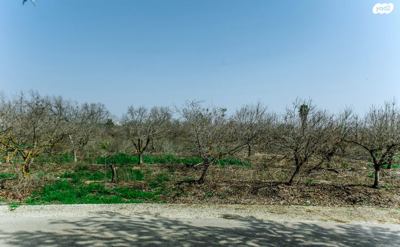 ירקונה