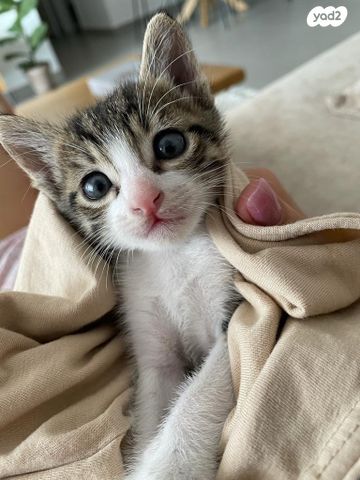 תמונת מודעה - חיות מחמד