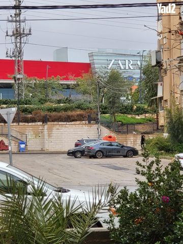 הצבי 