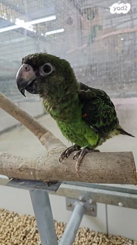 תמונת מודעה - חיות מחמד