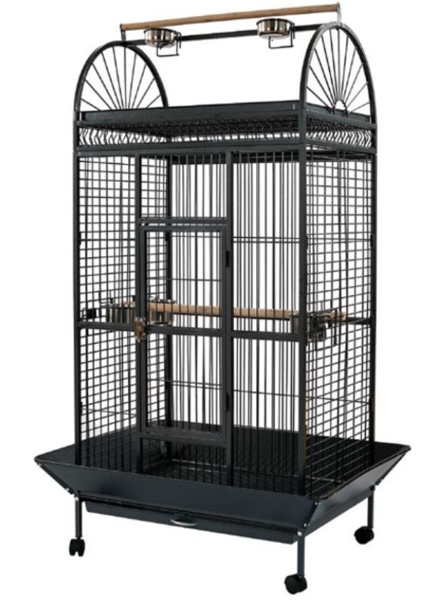 תוכי ג'רדין