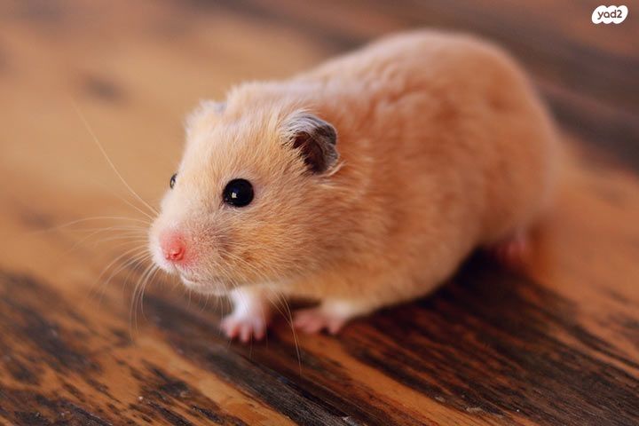 תמונת מודעה - חיות מחמד