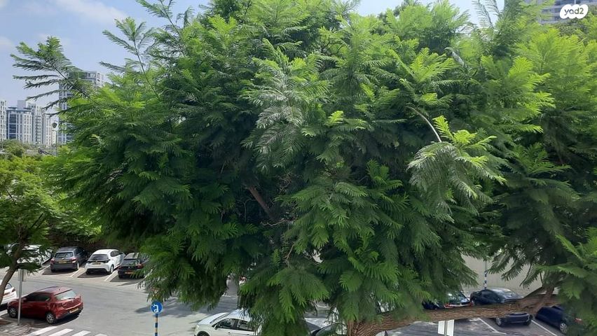 דירה, רחבת אילן, רמת אילן, גבעת שמואל