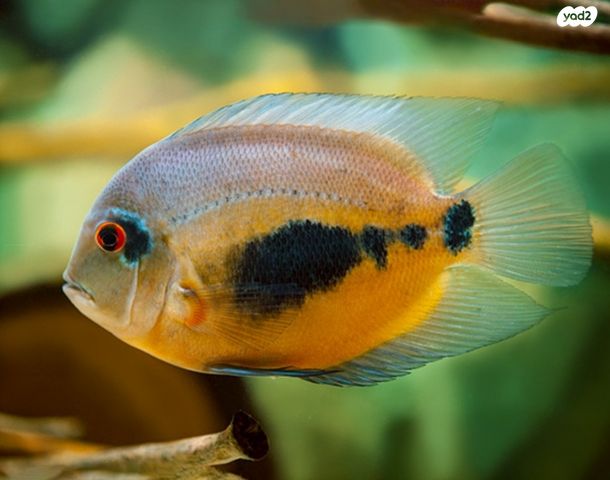 תמונת מודעה - חיות מחמד