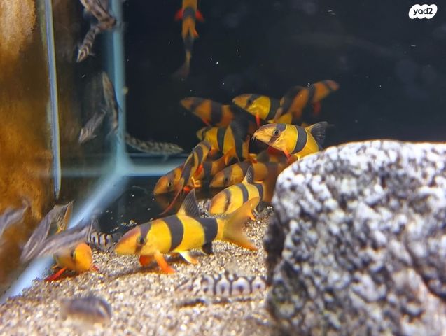 תמונת מודעה - חיות מחמד